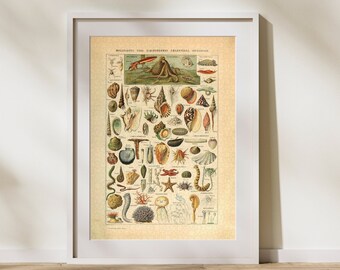 Vintage Mollusques Classification Jigsaw Puzzle: Adolphe Millot Marine Art