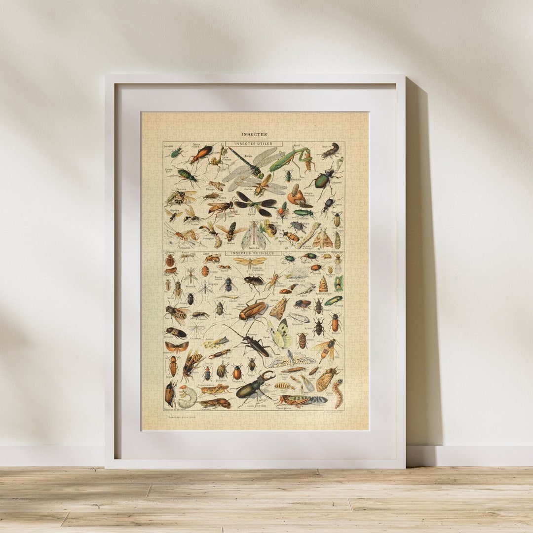 Insect Classification Jigsaw Puzzle 300/500/1000 Piece, Vintage