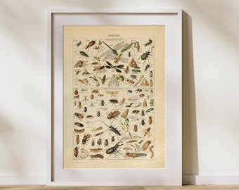 Insect Classification Jigsaw Puzzle 300/500/1000 Piece, Vintage Educational Identification Poster of Entomology by Adolphe Millot (A)