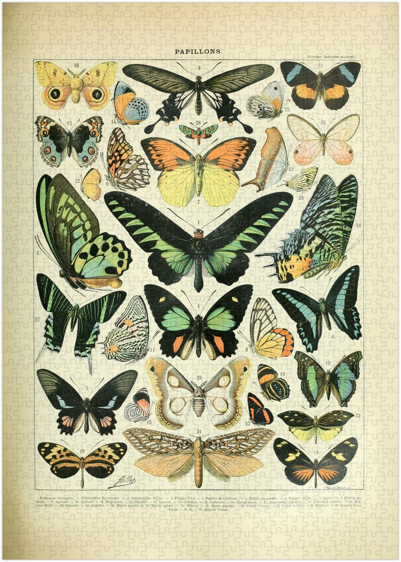 Butterfly Classification Jigsaw Puzzle: Vintage Entomology Art by ...