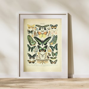 Butterfly Classification Jigsaw Puzzle 300/500/1000 Piece, Vintage Educational Identification Poster of Entomology by Adolphe Millot (A)