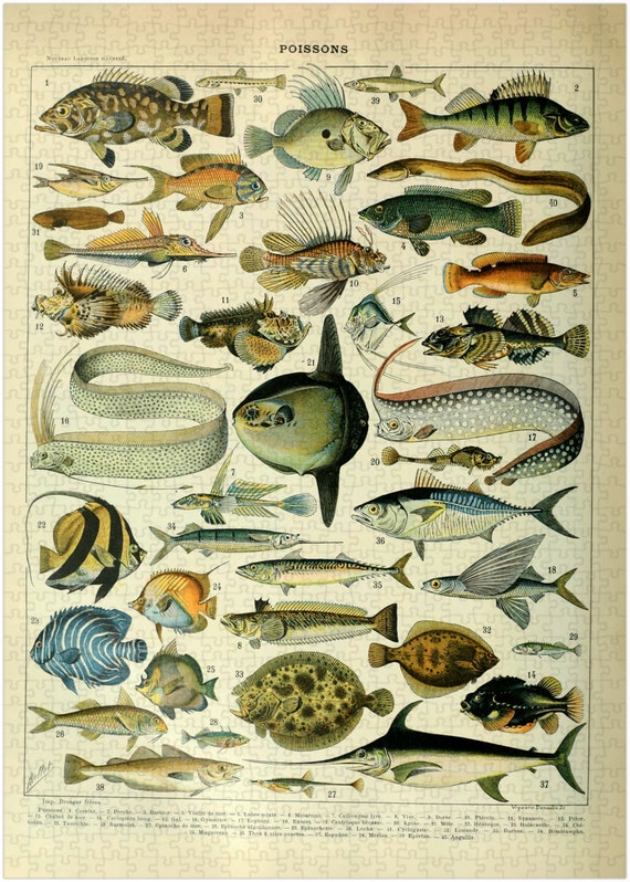 Vintage Fish Classification Jigsaw Puzzle: Adolphe Millot Ocean