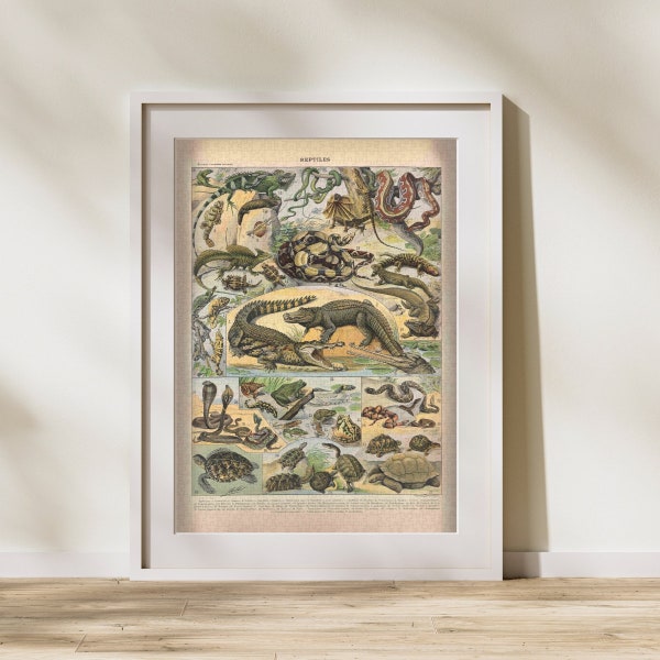 Reptiles Illustration Jigsaw Puzzle 300/500/1000 Piece, Vintage Educational Identification Poster of Animals by Adolphe Millot (B)