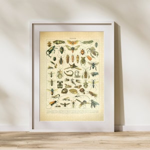 May include: A vintage illustration of various insects, including beetles, butterflies, and moths. The image is in a white frame and has the word "Insekten" at the top.