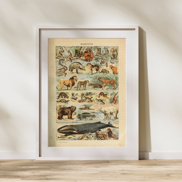 Mammal Classification Jigsaw Puzzle 300/500/1000 Piece, Vintage Educational Identification Poster of Animals by Adolphe Millot (B)