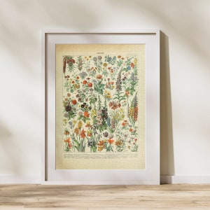 Flower Classification Jigsaw Puzzle 300/500/1000 Piece, Vintage Educational Identification Poster of Botany by Adolphe Millot (A)