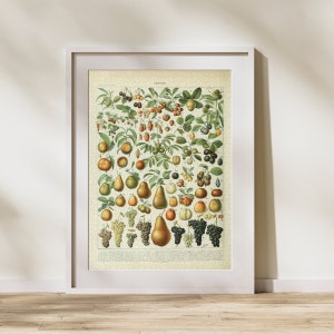 Fruit Classification Jigsaw Puzzle 300/500/1000 Piece, Vintage Educational Identification Poster of Food by Adolphe Millot (A)