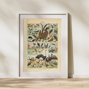 Puzzle con illustrazioni di uccelli, 300/500/1000 pezzi, poster educativo vintage di identificazione degli uccelli di Adolphe Millot (C)