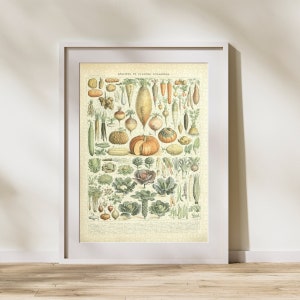Puzzle z klasyfikacją warzyw, 300/500/1000 elementów, zabytkowy plakat edukacyjny z identyfikacją żywności autorstwa Adolphe&#39;a Millot (A)