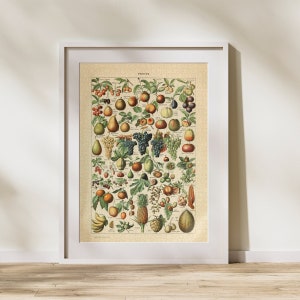 Puzzle Klasyfikacja Owoców 300/500/1000 Elementów, Zabytkowy Edukacyjny Plakat Identyfikujący Żywność Adolphe&#39;a Millot (C)