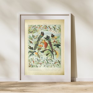 Bird Illustration Jigsaw Puzzle 300/500/1000 Piece, Vintage Educational Identification Poster of Birds by Adolphe Millot (A)