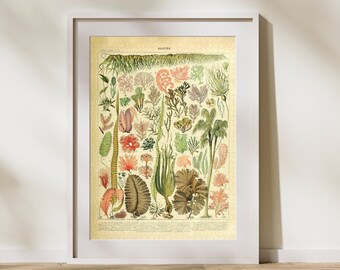 Vintage Algae Classification Jigsaw Puzzle: Adolphe Millot Marine Art