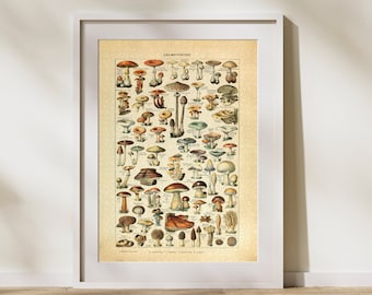 Champignons Classification Jigsaw Puzzle 300/500/1000 Piece, Vintage Educational Identification Poster of Mushroom by Adolphe Millot (A)