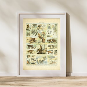 Puzzle Klasyfikacja Ssaków 300/500/1000 Elementów, Zabytkowy Edukacyjny Plakat Identyfikujący Zwierzęta Adolphe Millot (D)