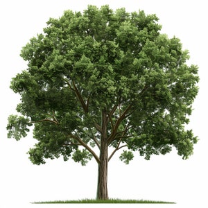 Clipart di olmi / 10 JPG di alta qualità / Clipart di alberi genealogici / Bellissimo albero / Album digitale / Olmo / Vettore di olmo