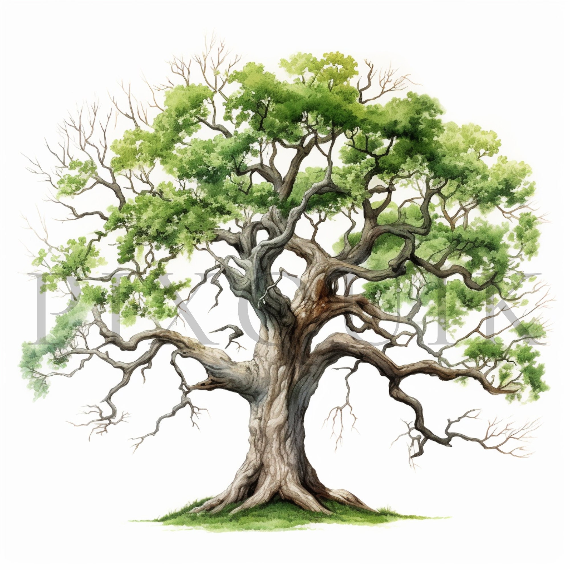 Watercolor Tree Clipart | High-quality Jpgs (digital Download) - Etsy