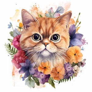 Watercolor Exotic shorthair clipart | 10 High Quality JPGs | Digital Download | Exotic cat | Exotic Shorthair kitten | Exotic shorthair cat