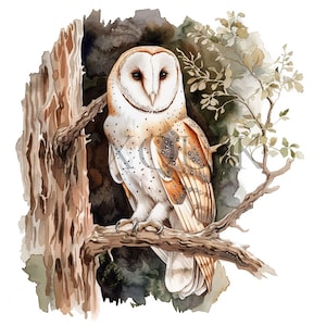 Aquarell Schleiereule Clippart | 10 hochwertige JPGs | Vogel Clipart | Niedliche Schleiereule | Sofort download, Junk Journal, Scrapbooking