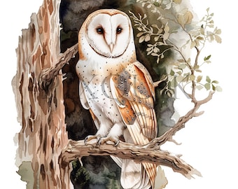 Watercolor Barn Owl Clipart | High-Quality JPGs (Digital Download)