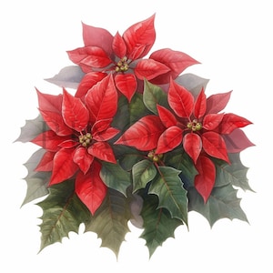 Holiday Botanical Clipart | 10 High Quality JPGs | Digital Download | Winter Greenery | Floral Clipart | Christmas Clipart | Botanical