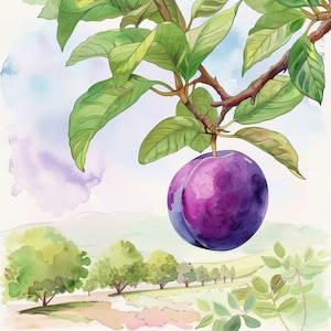 Clipart di prugne ad acquerello / 10 JPG di alta qualità / Download digitale / scrapbooking / Frutta ad acquerello / Tecnica mista / Diari spazzatura / Clipart
