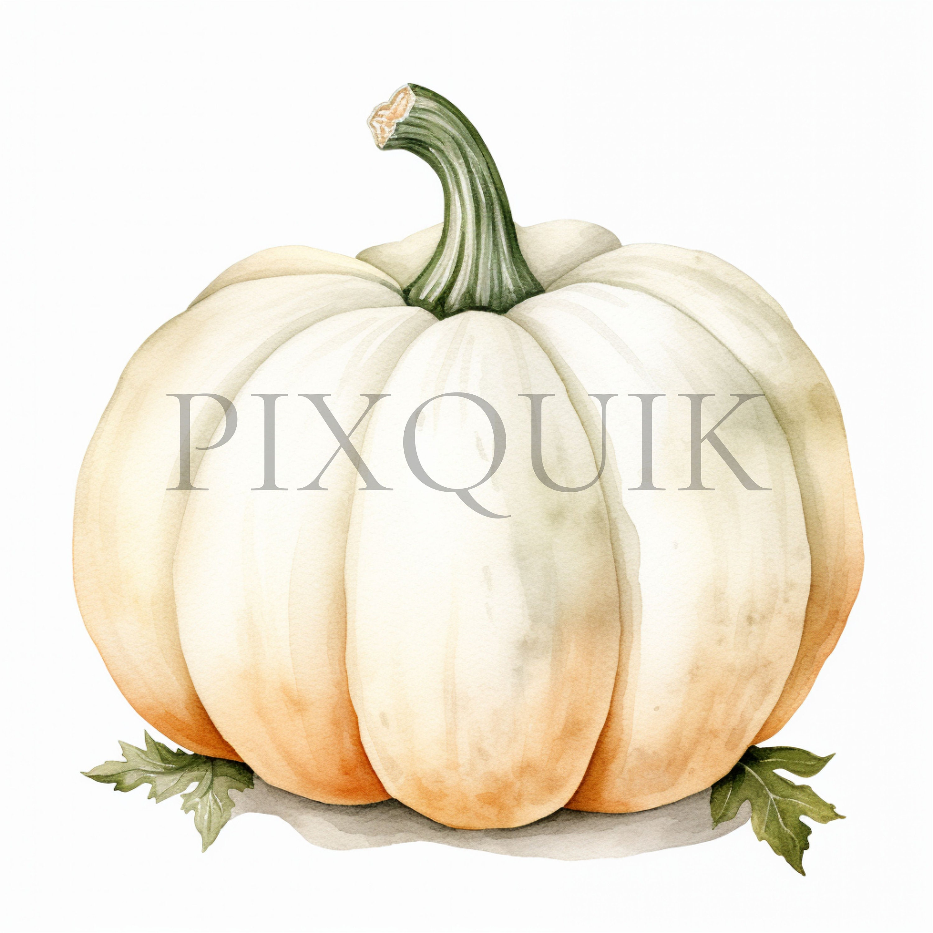 White Pumpkin Watercolor Clipart | Fall Nursery Decor (digital Download ...