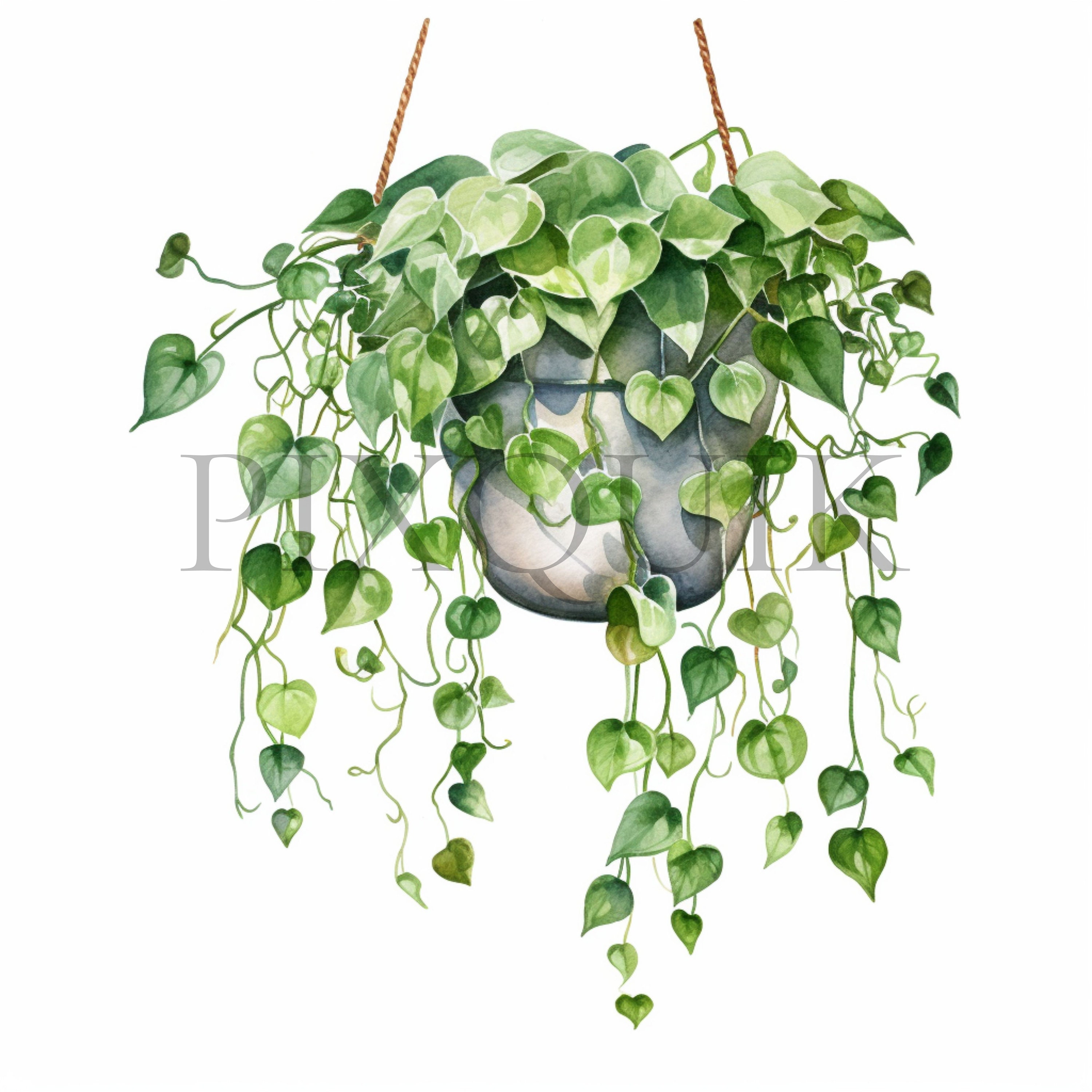 Hanging Potted Plant Clipart | Watercolor Botanical Illustration (JPG ...