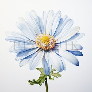 Clipart fleur de marguerite - 10 fichiers JPG de haute qualité | Clipart marguerite | Clipart aquarelle marguerite | Clipart fleur | Fabrication de cartes | Téléchargement numérique