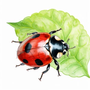Clipart di coccinella ad acquerello / 10 JPG di alta qualità / Download digitale / coccinella digitale / coccinella / clipart di coccinella / Tecnica mista / Coccinella