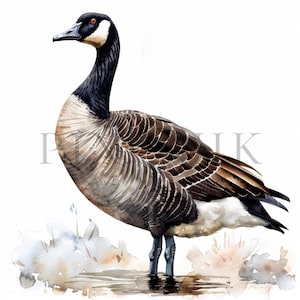 Canadian Goose | 10 High Quality JPGs | Instant Digital Download | Goose Clipart | Farm | Bird Clipart | Birds illustration | Card Making