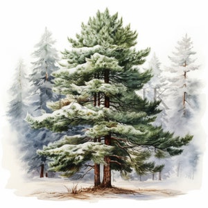 Clipart di pino innevato / 10 JPG di alta qualità / Download digitale / Illustrazione di albero invernale / Clipart di Natale / Creazione di biglietti / Tecnica mista