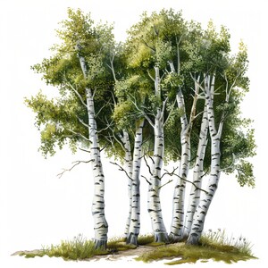 Birken Clipart | 10 hochwertige JPGs | Botanische Kunst | Digitaler Download | Birken Clipart | Sommer-Birke Baum Clipart