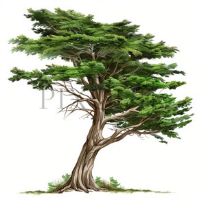 Cipreste clipart | 10 JPGs de alta qualidade | Clipart de aquarela digital | Clipart de árvore | Impressões digitais, download instantâneo, uso comercial