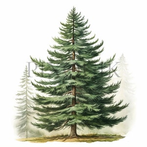Clipart sapins | 10 fichiers JPG de haute qualité | Téléchargement numérique | Illustration de sapin | Arbre à feuilles persistantes | Création numérique | Collage d'images