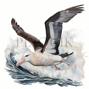 Clipart di Albatross ad acquerello / 10 JPG di alta qualità / Arte digitale di Albatross / Amanti della fauna selvatica / Clipart di uccelli / scrapbooking, Download digitale