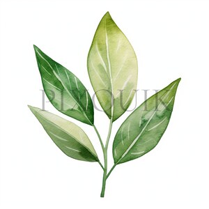 a watercolor painting of a green leaf