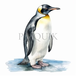 Clipart aquarelle de pingouin | Images d'hiver | Pingouin JPG | 10 fichiers JPG de haute qualité | Lot de cliparts | Aquarelle