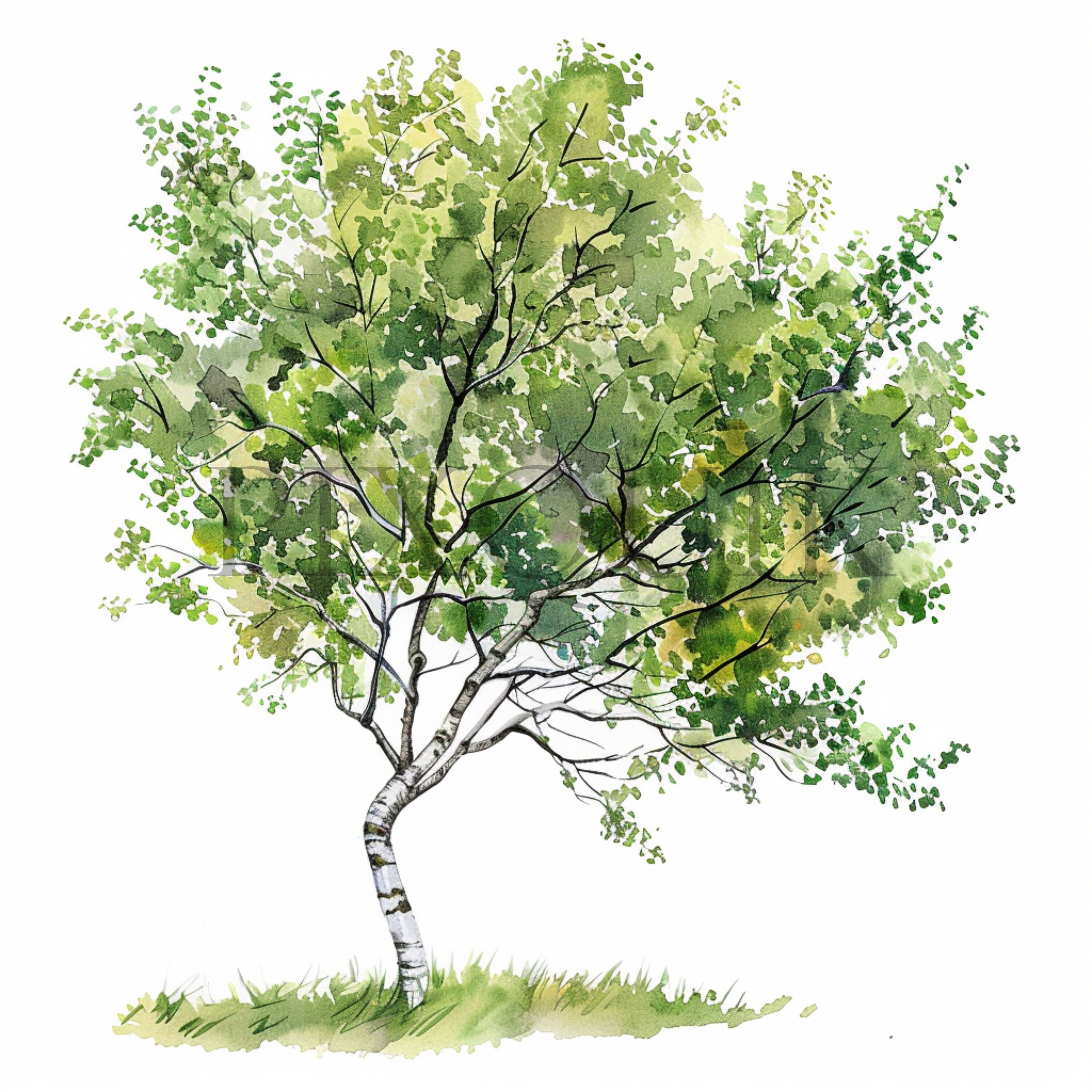 Alder Tree Clipart | Watercolor Style, Commercial Use (digital Download ...
