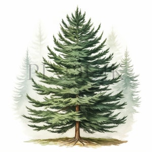 Clipart sapins | 10 fichiers JPG de haute qualité | Téléchargement numérique | Illustration de sapin | Arbre à feuilles persistantes | Création numérique | Collage d'images