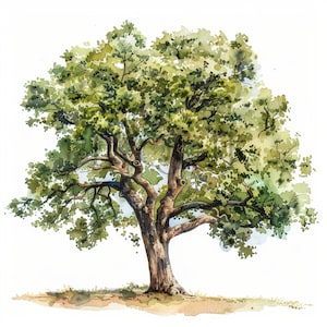 Clipart de roble en acuarela / 10 JPG de alta calidad / Imágenes de roble / Clipart de árbol / Creación de tarjetas / Uso comercial / Clipart digital