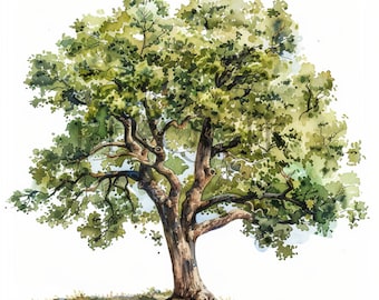 Watercolor Oak Tree Clipart | Commercial Use (JPG)