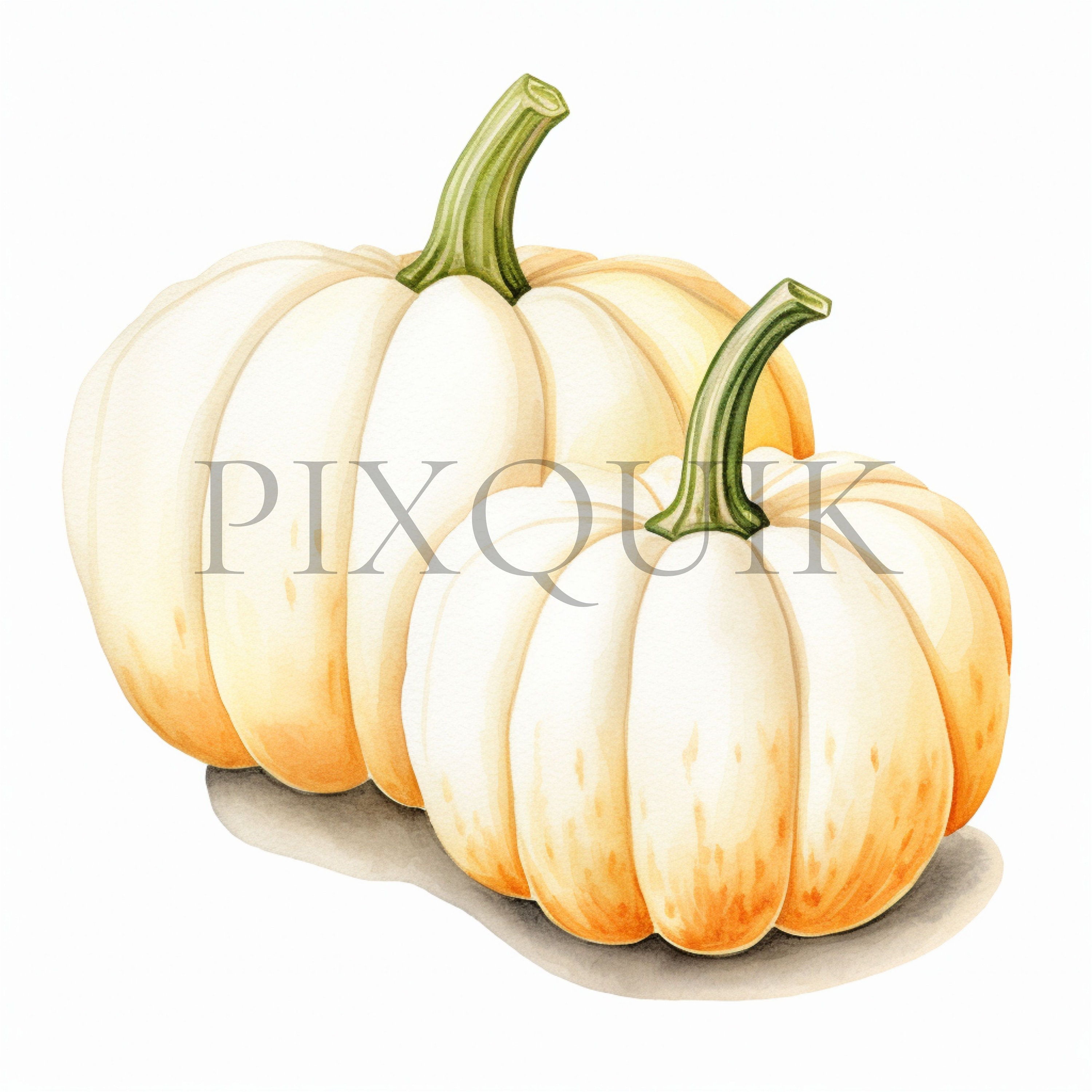 White Pumpkin Watercolor Clipart | Fall Nursery Decor (digital Download ...