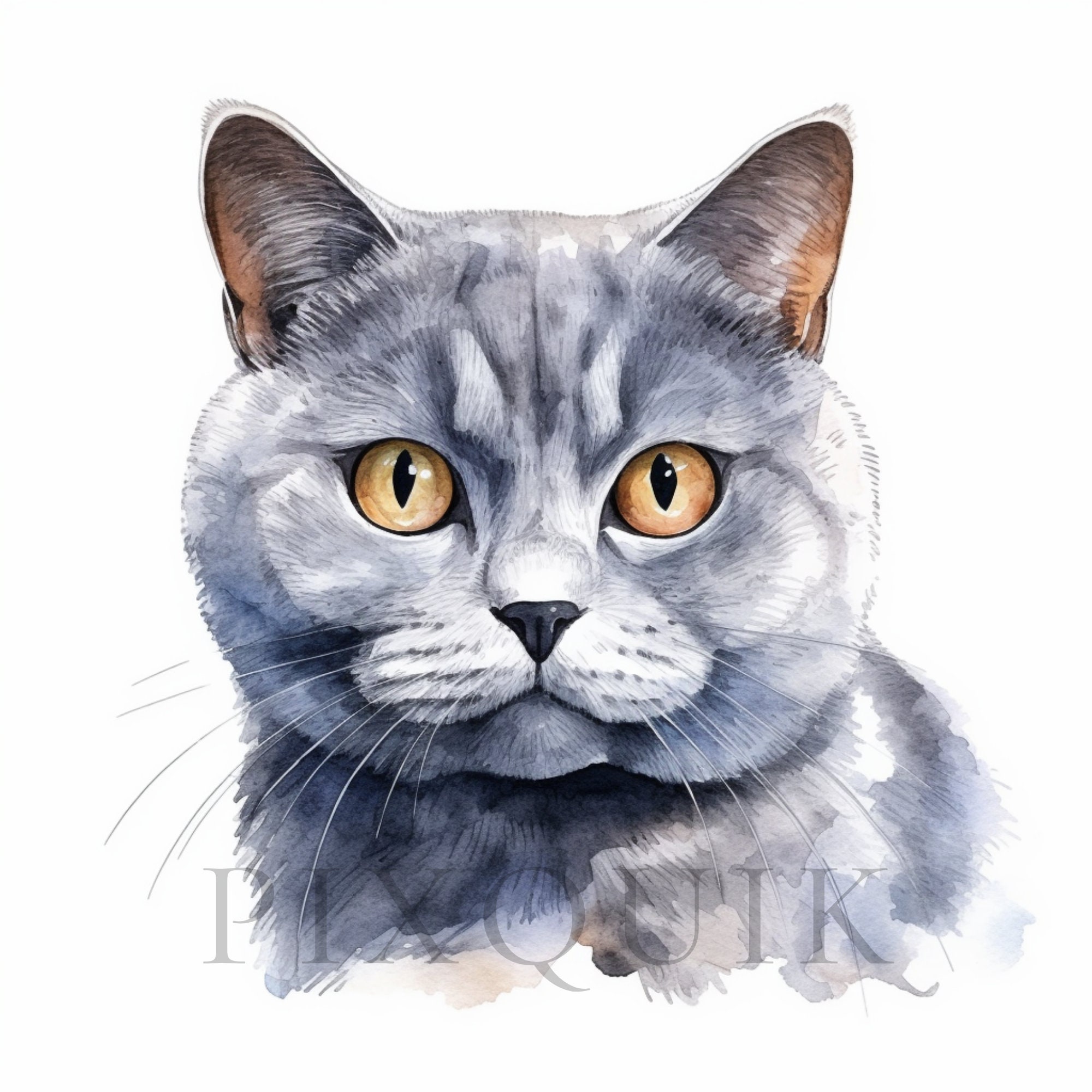 Watercolor British Shorthair Clipart | Cat Illustration (digital ...