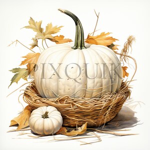White Pumpkin Watercolor Clipart | Autumn Nursery Art (digital Download ...