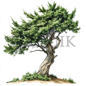 Clipart de cyprès | 10 fichiers JPG | Fabrication de cartes | Artisanat numérique en papier | Aquarelle | Conception d'arbres naturels, illustration de la forêt