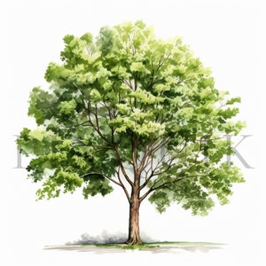 Aquarell Baum Clipart | 10 hochwertige JPGs | Digitaler Download | Baum Illustration | Baum Clip Art | herbstlichen Baum Clipart | Papierkunst