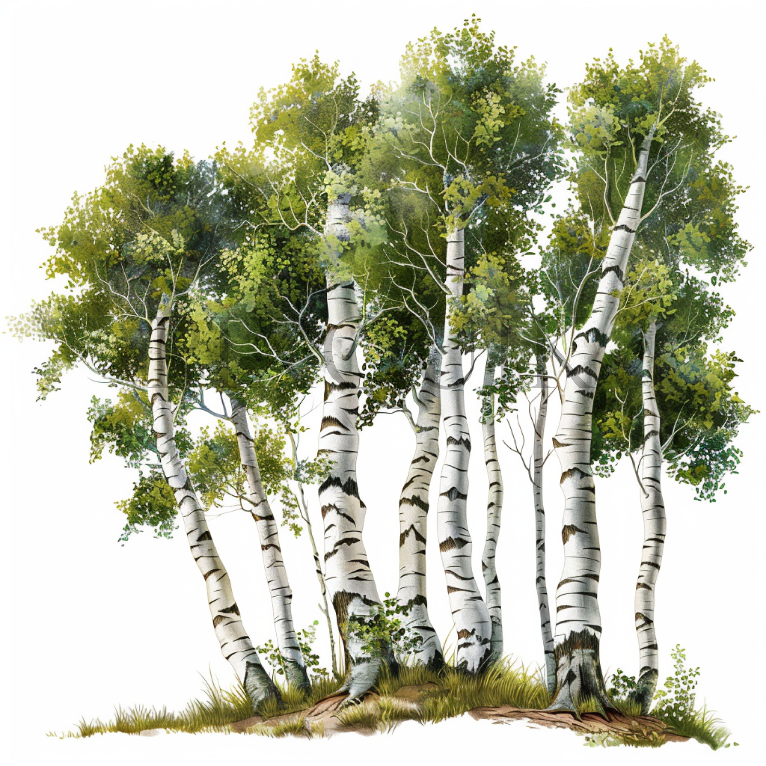 Birch Trees Clipart 10 High Quality Jpgs Botanical Art Digital Download ...
