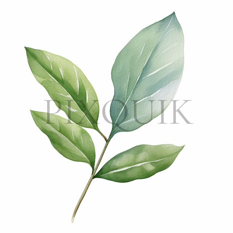 a close up of a green leaf on a white background