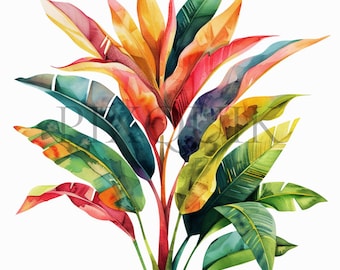Peut inclure: Peinture à l'aquarelle d'une plante tropicale avec de grandes feuilles colorées. Les feuilles sont de couleur vert, jaune, orange et rouge. La plante est représentée sur un fond blanc.
