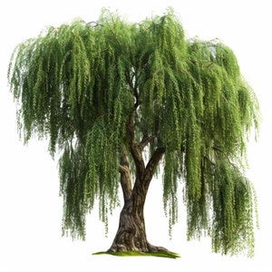 Saule clipart | 10 fichiers JPG de haute qualité | Art botanique | Journal indésirable | Saule | Clipart d'arbre | Téléchargement numérique